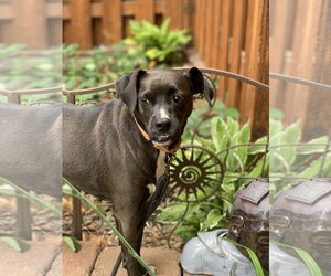 Shocka - Female Mutt Dog for Adoption - Photo #5