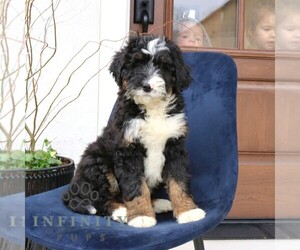 Bernedoodle (Miniature) Puppy for sale in NARVON, PA, USA