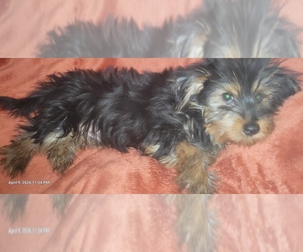 Medium Photo #14 Yorkshire Terrier Puppy For Sale in AKRON, OH, USA