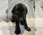 Puppy Yellow Labrador Retriever