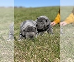 Small Photo #10 Great Dane Puppy For Sale in PINNACLE, NC, USA