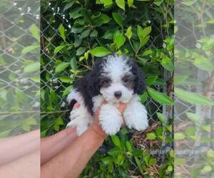 Shih Tzu Puppy for Sale in DECATUR, Georgia USA