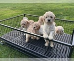 Small #2 Cockapoo (Miniature)