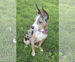 Small #1 Catahoula Leopard Dog Mix