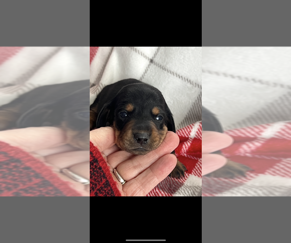 Medium Photo #2 Dachshund Puppy For Sale in NILES, MI, USA