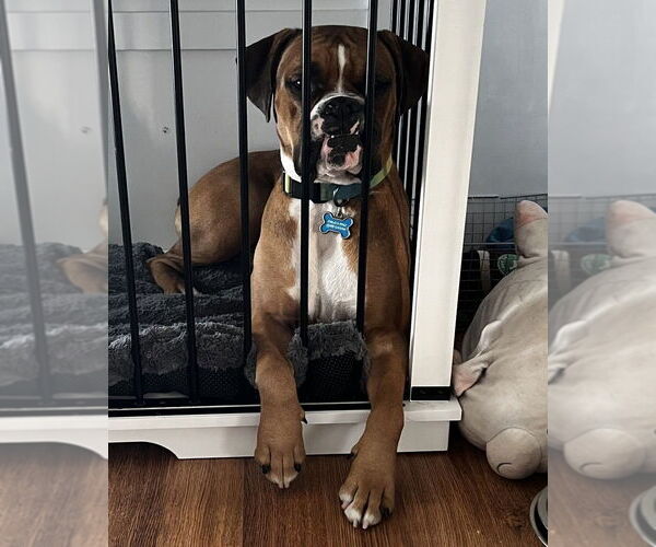 Medium Photo #2 Boxer Puppy For Sale in Austin, TX, USA