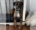 Small #1 Boxer