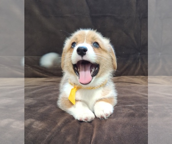 Medium Photo #50 Pembroke Welsh Corgi Puppy For Sale in ARROYO GRANDE, CA, USA