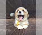 Small Photo #50 Pembroke Welsh Corgi Puppy For Sale in ARROYO GRANDE, CA, USA