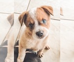 Small Photo #1 Australian Cattle Dog Puppy For Sale in LAKELAND, FL, USA