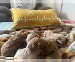 Small #9 Poodle (Toy)