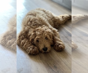 Goldendoodle Puppy for Sale in SAN DIEGO, California USA