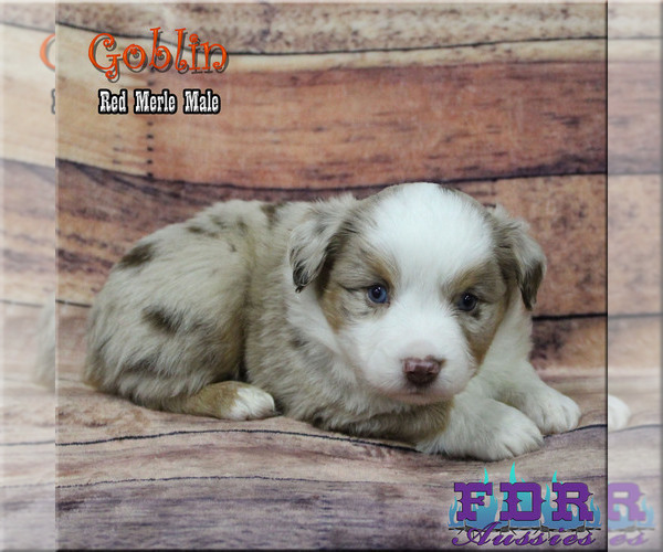 Medium Photo #3 Miniature Australian Shepherd Puppy For Sale in FORESTBURG, TX, USA
