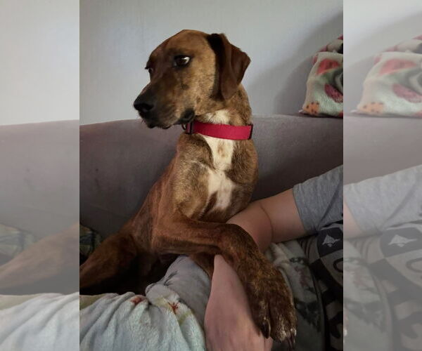 Medium Photo #2 Plott Hound Puppy For Sale in Bedford, VA, USA