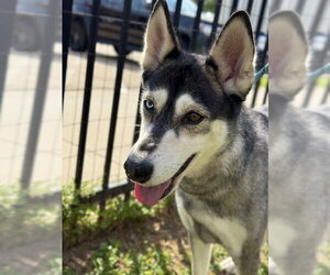 Siberian Husky Dogs for adoption in Sugar Land, TX, USA