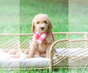 Goldendoodle Puppy for sale in JACKSONVILLE, FL, USA