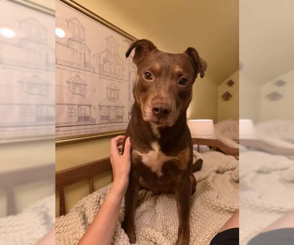 Medium Photo #1 Beagle-Unknown Mix Puppy For Sale in Louisville, KY, USA