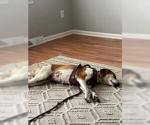 Ollie: “My Home to Yours” - Female Beagle-Unknown Mix Dog for Adoption - Photo #3