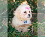 Small #2 Shih Tzu