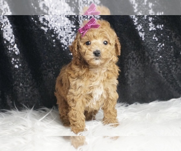 Medium Photo #14 Poodle (Toy) Puppy For Sale in WARSAW, IN, USA
