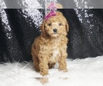 Small #3 Poodle (Toy)