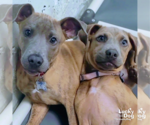Small #5 Boxer Mix