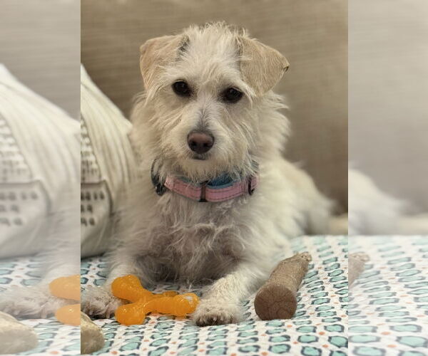 Medium Photo #4 Mutt Puppy For Sale in San Jose, CA, USA