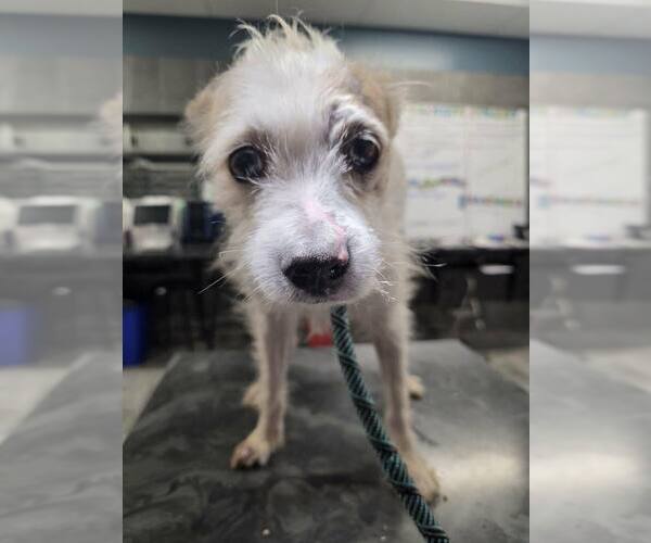 Medium Photo #2 Mutt Puppy For Sale in New York, NY, USA