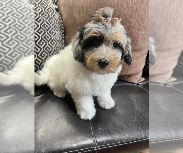 Medium Photo #4 Poovanese Puppy For Sale in RICHMOND, IL, USA