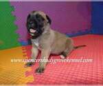 Small #8 Mastiff