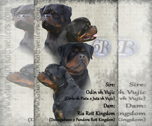 Mother of the Rottweiler puppies born on 12/20/2022