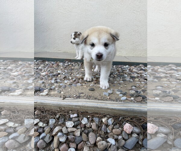 Medium Photo #1 Siberian Husky Puppy For Sale in Cedar Crest, NM, USA