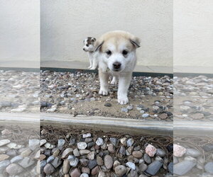 Siberian Husky Dogs for adoption in Cedar Crest, NM, USA