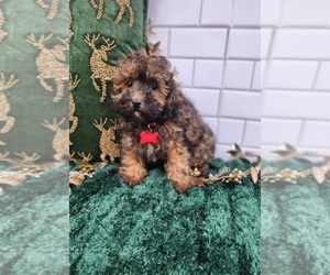 Poodle (Toy) Puppy for sale in INDIANAPOLIS, IN, USA