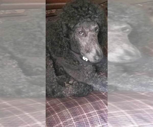 Medium Photo #1 Poodle (Standard) Puppy For Sale in SHELBYVILLE, KY, USA