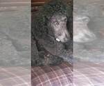 Small Photo #1 Poodle (Standard) Puppy For Sale in SHELBYVILLE, KY, USA