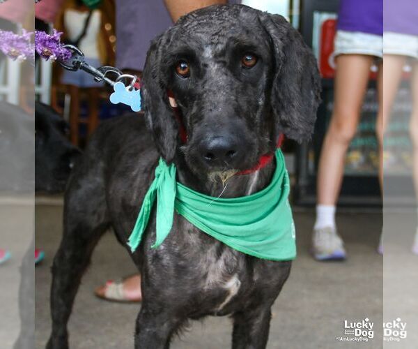 Medium Photo #1 Mutt Puppy For Sale in Washington, DC, USA