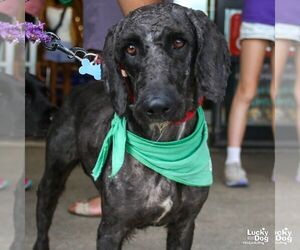 Mutt Dogs for adoption in Washington, DC, USA