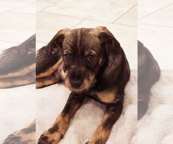 Medium Photo #3 Mutt Puppy For Sale in Rosenberg, TX, USA