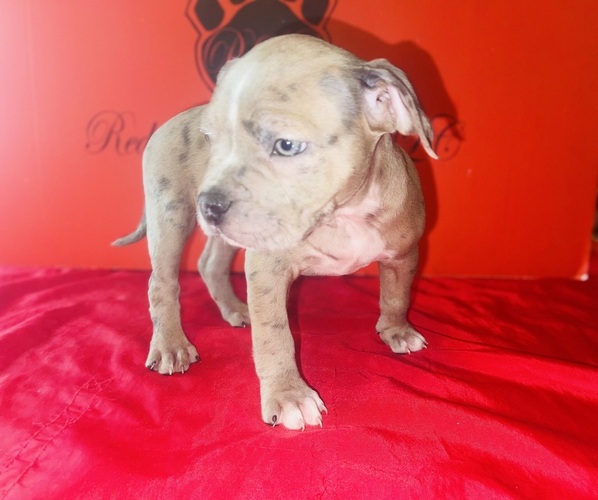 Medium Photo #2 American Bully Puppy For Sale in TRENTON, NJ, USA