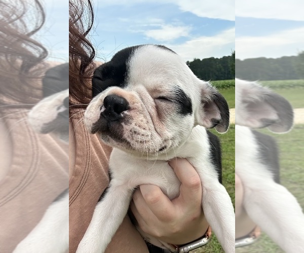 Medium Photo #11 Boston Terrier Puppy For Sale in PIKEVILLE, NC, USA