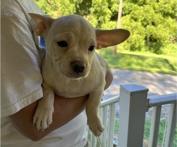 Medium Photo #3 French Bullhuahua Puppy For Sale in SPRAGGS, PA, USA