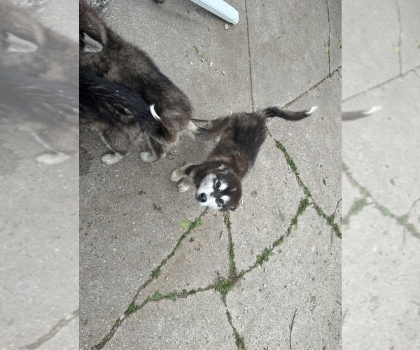 Medium Photo #15 Alaskan Malamute Puppy For Sale in WARREN, MI, USA