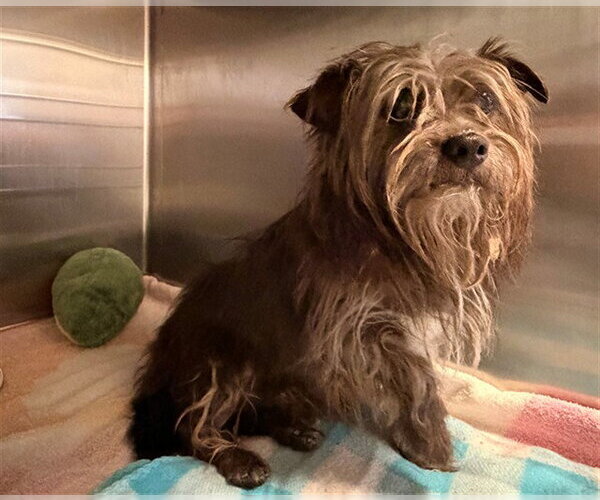 Medium Photo #1 Cairn Terrier Puppy For Sale in Rancho Cucamonga, CA, USA