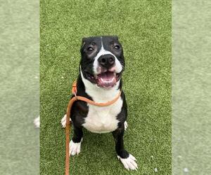 American Pit Bull Terrier-Unknown Mix Dogs for adoption in Fayetteville, NC, USA