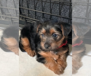 Biewer Terrier Puppy for sale in HOUSTON, TX, USA