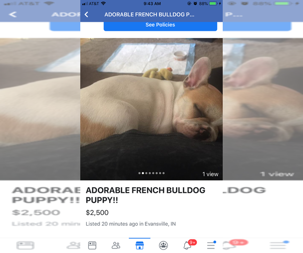 Medium Photo #2 French Bulldog Puppy For Sale in EVANSVILLE, IN, USA