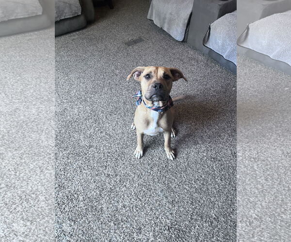 Medium Photo #6 Boxer-Rhodesian Ridgeback Mix Puppy For Sale in Crossville, AL, USA