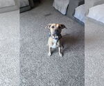 Small #5 Boxer-Rhodesian Ridgeback Mix