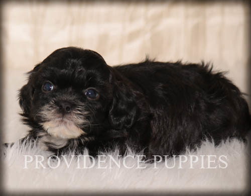Medium Photo #10 ShihPoo Puppy For Sale in COPPOCK, IA, USA